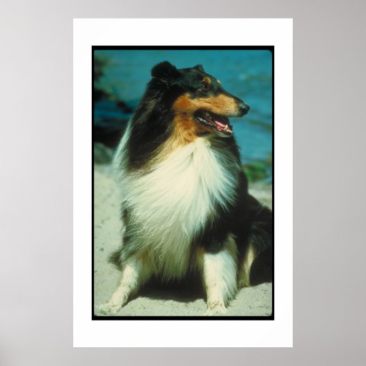 Tri-Colored Collie Poster ポスター (正面)