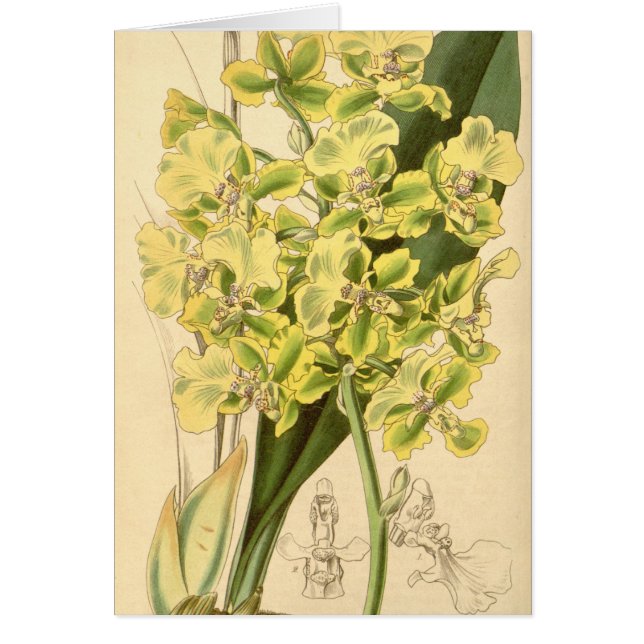 Trichocentrumのbicallosum (Oncidiumのbicallosumとして) (正面)