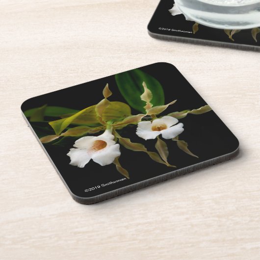 Trichopilia Tortilis コースター (左側)