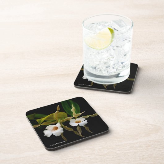 Trichopilia Tortilis コースター (右側)