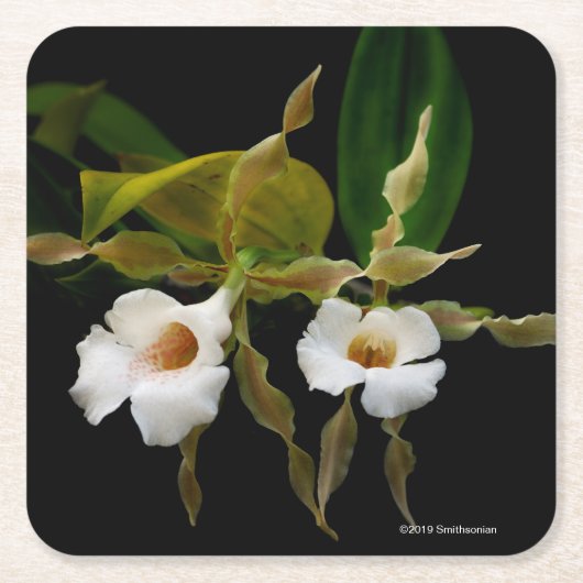 Trichopilia Tortilis スクエアペーパーコースター (正面)