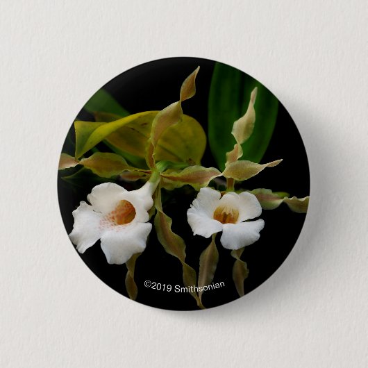 Trichopilia Tortilis 缶バッジ (正面)