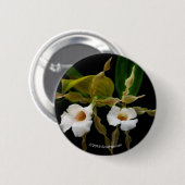 Trichopilia Tortilis 缶バッジ (正面&裏面)