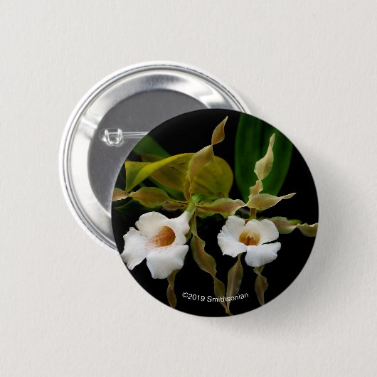 Trichopilia Tortilis 缶バッジ (正面&裏面)