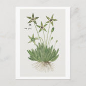 Tridentea pedunculata (Masson) ポストカード (正面)