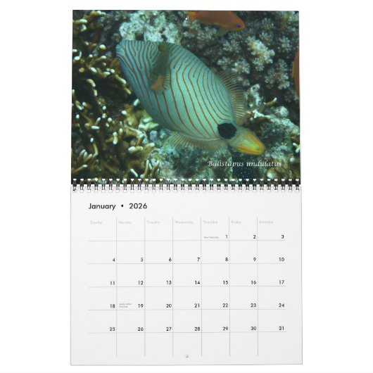 Triggerfishes Wall Calendar by J.W. Fathree. カレンダー (1月 2026)