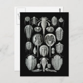 Trilobitesおよび海蠍 ポストカード (正面/裏面)