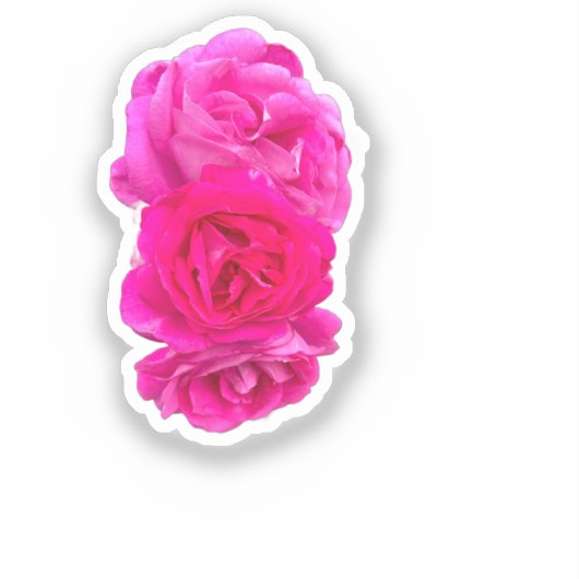 Triple Pink Roses シール (正面)