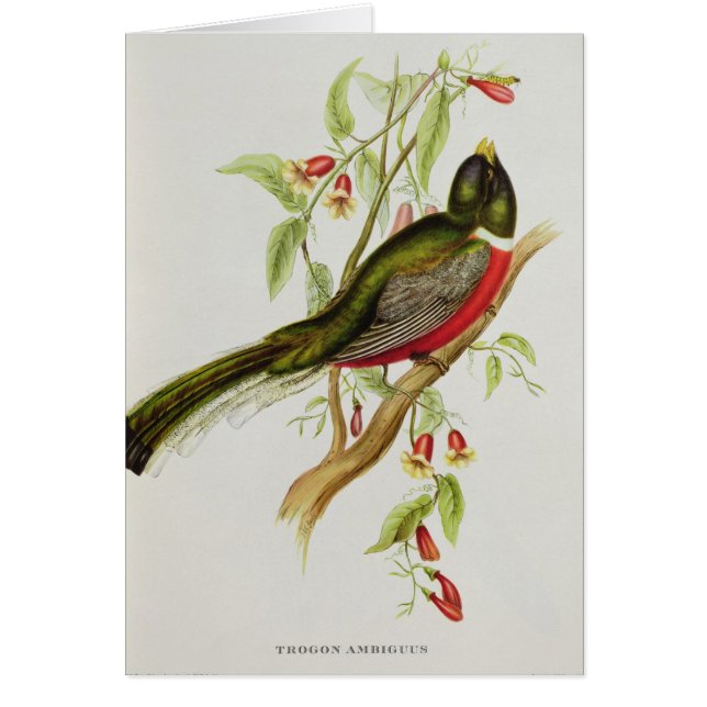 Trogon Ambiguus (正面)