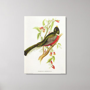 Trogon Ambiguus キャンバスプリント