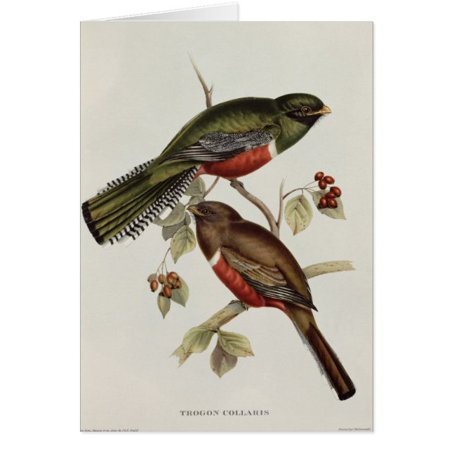 Trogon Collaris (正面)