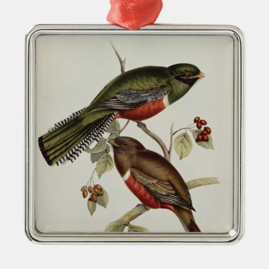 Trogon Collaris メタルオーナメント (正面)