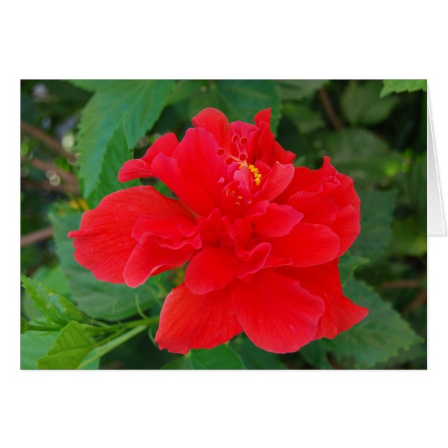 Tropi赤い (正面横)