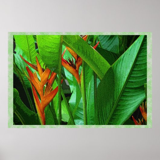 Tropic Birds 36 x 24ポスター ポスター (正面)