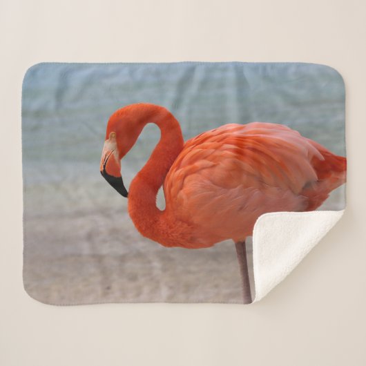 Tropical Beaches | Caribbean Flamingo, Aruba シェルパブランケット (正面(横))