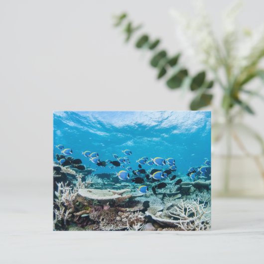 Tropical Beaches | Sturgeon Amongst Coral ポストカード (スタンド正面)