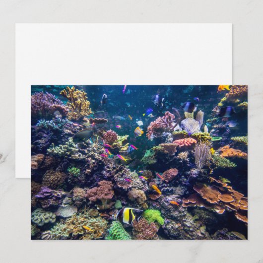 Tropical Beaches | Underwater Coral Reef サンキューカード (正面/裏面)