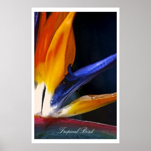 Tropical Bird、ポスター ポスター (正面)
