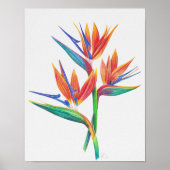 Tropical Bird Of Paradise Drawing ポスター (正面)