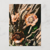 Tropical Bouquet Dried Coconut Botanical ポストカード (正面)