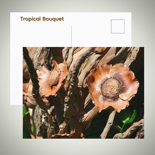 Tropical Dried Coconut Flowers Floral ポストカード