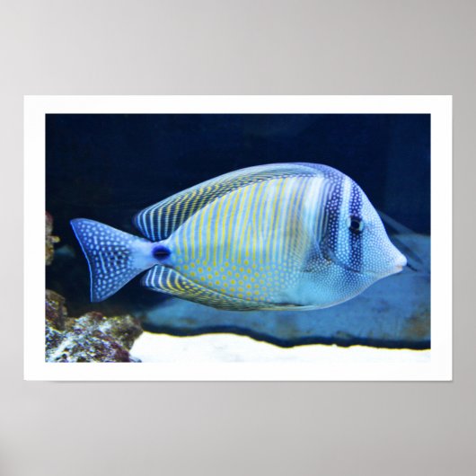 Tropical fish ポスター (正面)