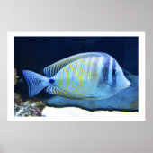 Tropical fish ポスター (正面)