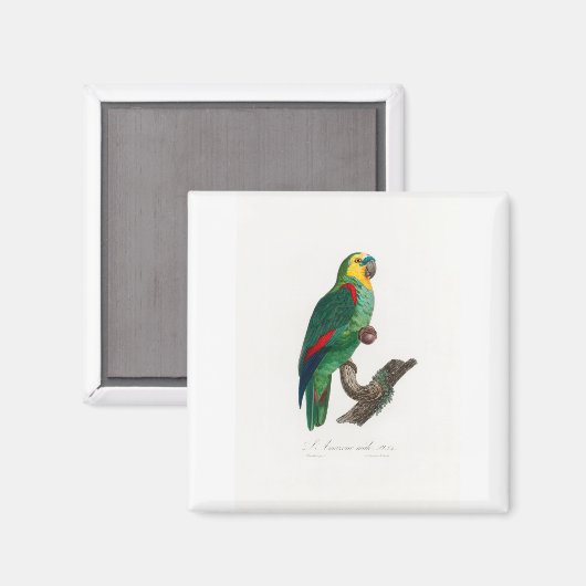 tropical macaw parrot マグネット (正面/裏面)