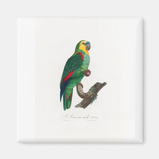 tropical macaw parrot マグネット (正面)