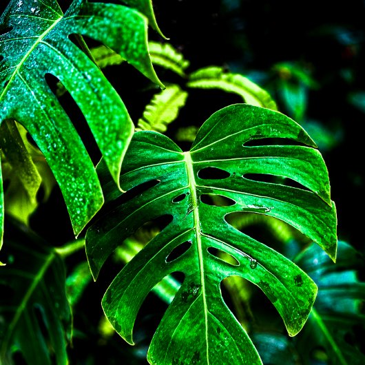 Tropical Monstera Glow – Jungle Leaf Photography キッチンタオル