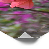 Tropical Pink Bougainvillea ポスター (角)