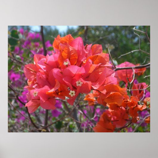 Tropical Pink Bougainvillea ポスター (正面)