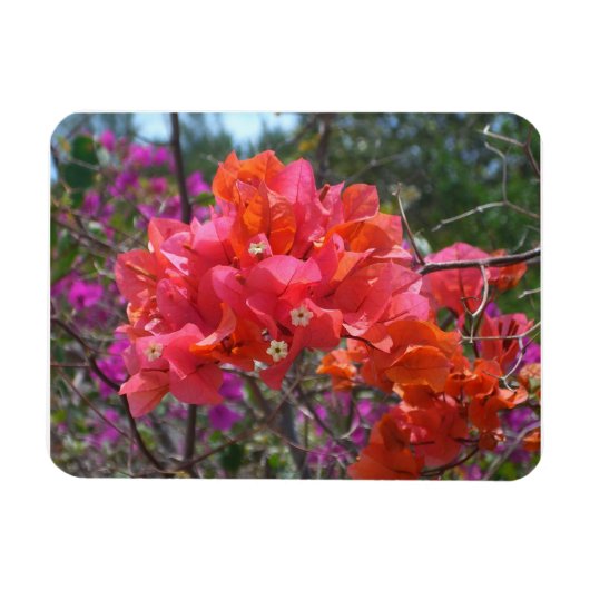 Tropical Pink Bougainvillea Island Floral マグネット (横)