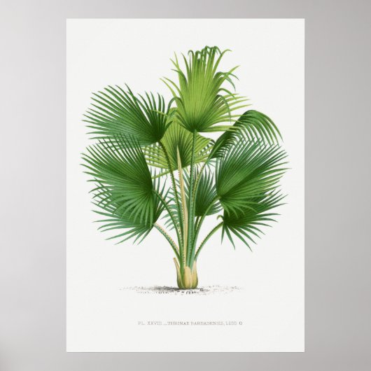 Tropical plant,Plant illustration vintage art ポスター (正面)