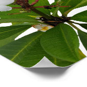 Tropical Plumeria Photo Poster ポスター (角)