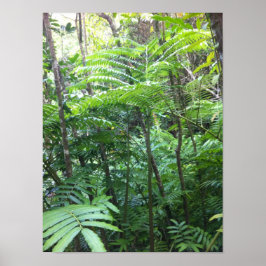 Tropical Rainforest Poster ポスター