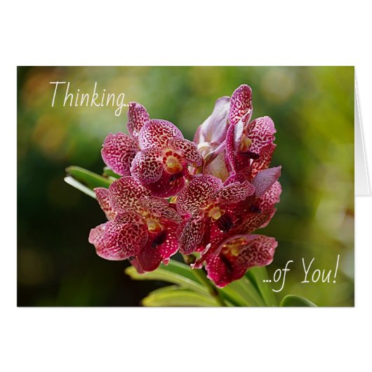 Tropical Vanda Orchid Cluster Card (正面横)