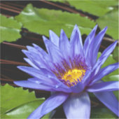 Tropical Waterlily Postcard シール (正面)