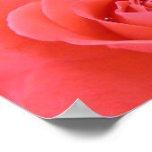 tropicana_バラ-1920x1080トロピカーナバラピンクボート ポスター (角)