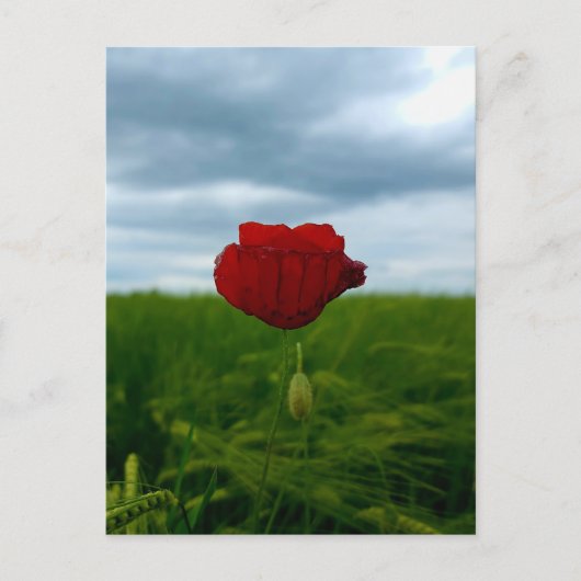Trotz allem rot – Mohnblume im Grünen Postkarte ポストカード (正面)