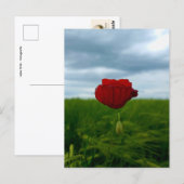 Trotz allem rot – Mohnblume im Grünen Postkarte ポストカード (正面/裏面)