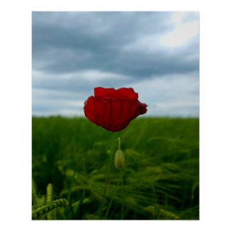 Trotz allem rot – Mohnblume zwischen Wiese und Him ポスター