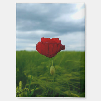 Trotz allem rot – Rote Mohnblume Magnet マグネット