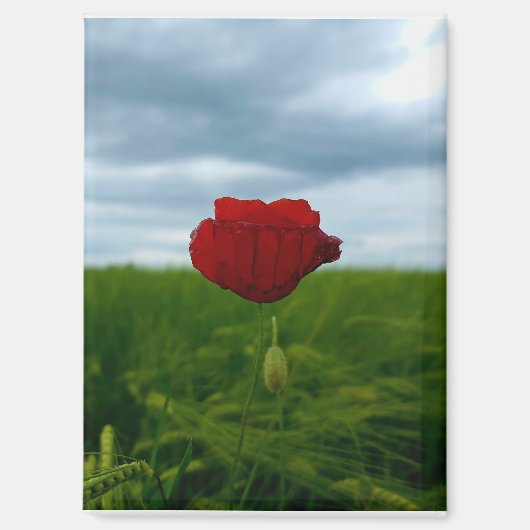 Trotz allem rot – Rote Mohnblume Magnet マグネット (正面)