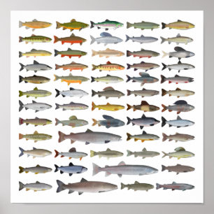Trout, Char, Grayling, Hucho and Whitefish Group ポスター