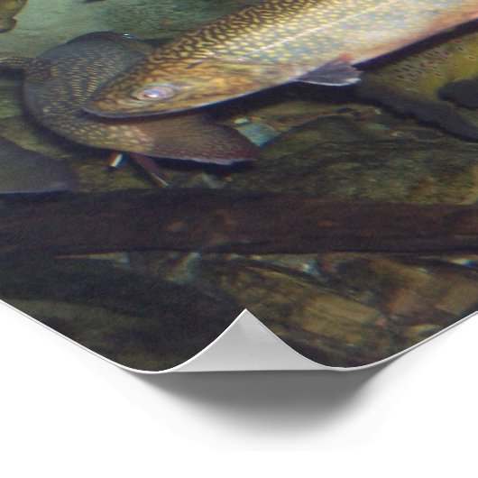 Trout poster ポスター (角)