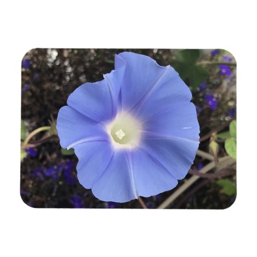 True Blue Morning Glory マグネット (横)