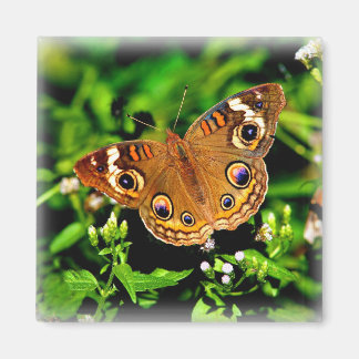 True Colors - Buckeye Butterfly Magnet マグネット