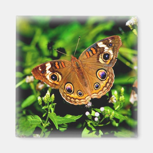 True Colors - Buckeye Butterfly Magnet マグネット (正面)