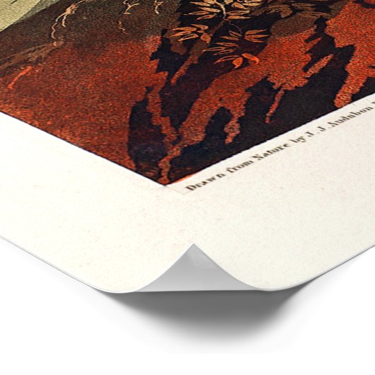 Trumpeter Swan by John James Audubon ポスター (角)